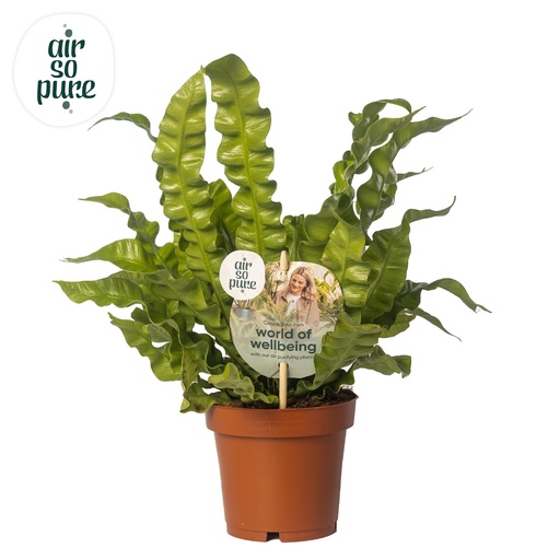 "Asplenium Knusprige Welle - Ø12cm - ↕25cm image"