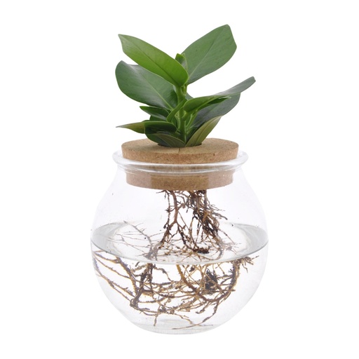 "Clusia In Kugelglas + Klickkork - Ø12cm - ↕30cm image"