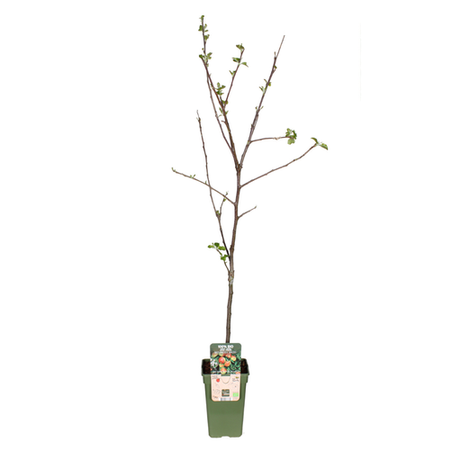 "Malus Domestica Jonagold - Apfel - Ø19cm - ↕60cm image"