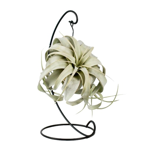 "Tillandsia King Xero - Ø12cm - ↕23cm image"