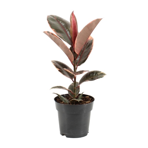 "Ficus Elastica Belize - Ø17cm - ↕55cm image"