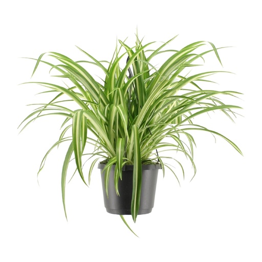 "Chlorophytum Comosum Variegatum - Ø17cm - ↕30cm image"