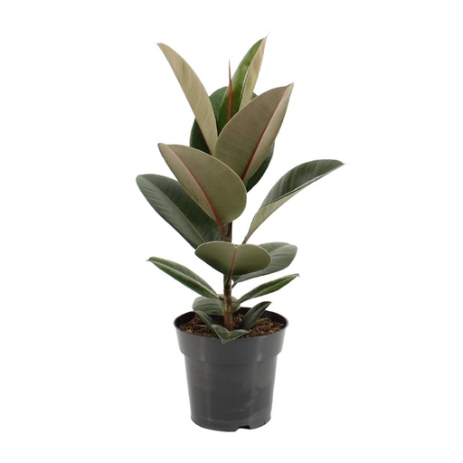 "Ficus Elastica Robusta - Ø17cm - ↕55cm image"