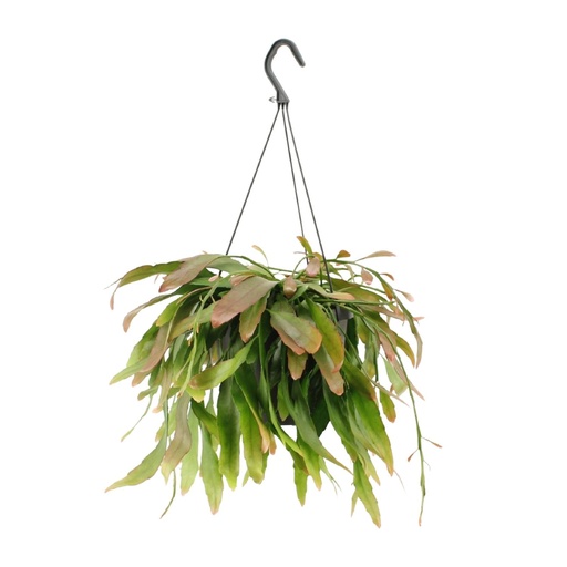 "Rhipsalis Red Coral - Ø17cm - ↕25cm image"