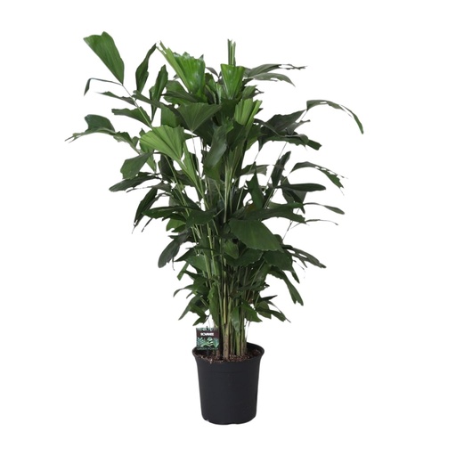 "Caryota Mitis - Ø24cm - ↕120cm image"