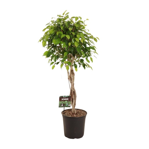 "Ficus Benjamina Exotica - Ø27cm - ↕120cm image"