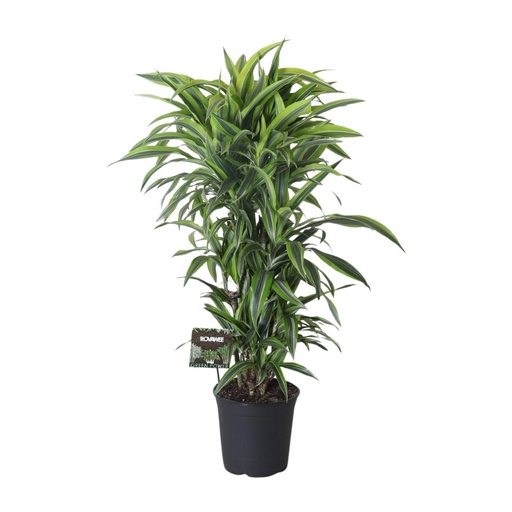 "Dracaena Fragrans Lemon Lime verzweigt - Ø27cm - ↕120cm image"