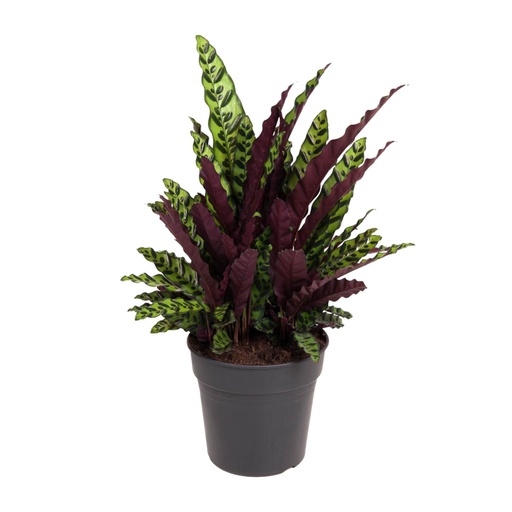 "Calathea Lancifolia - Ø27cm - ↕70cm image"