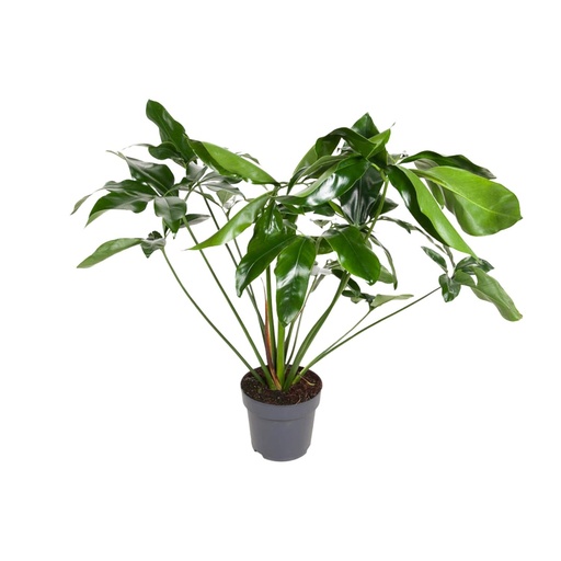 "Philodendron Grün Wunder - Ø24cm - ↕100cm image"