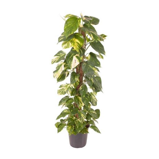 "Epipremnum Pinnatum - Ø24cm - ↕120cm image"