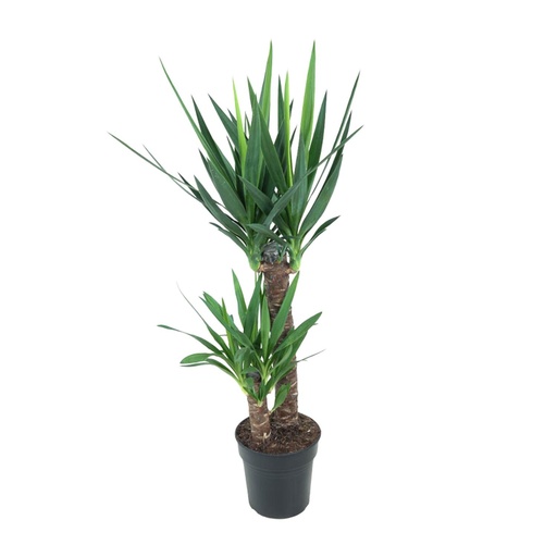 "Yucca Elephantipes - Ø21cm - ↕100cm image"