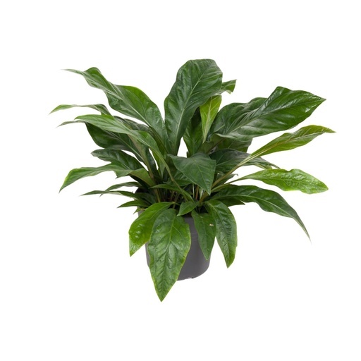 "Anthurium Dschungelbusch - Ø30cm - ↕70cm image"