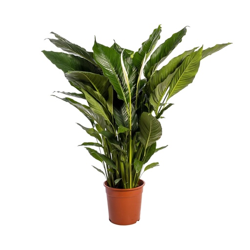 "Spathiphyllum Süß Sebastiano - Ø24cm - ↕110cm image"