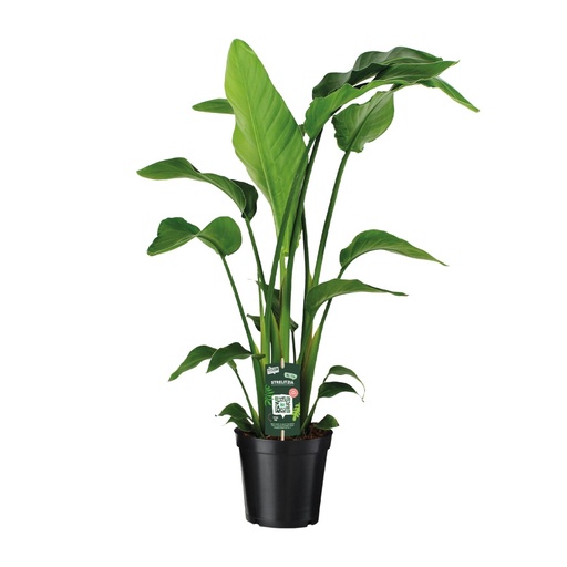 "Strelitzia Nicolai - Ø19cm - ↕90cm image"