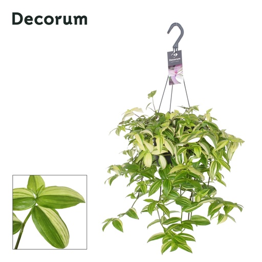 "Tradescantia Yellow Hill - Ø17cm - ↕40cm image"