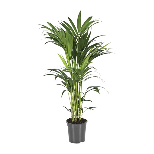 "Howea Forsteriana - Ø21cm - ↕110cm image"