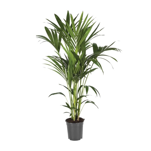 "Howea Forsteriana - Ø21cm - ↕120cm image"