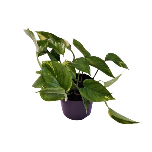 "Scindapsus (Epipremnum) Aureum - Ø12cm - ↕25cm image"