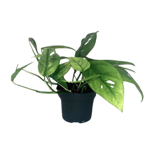 "Epipremnum Cebu Blau - Ø12cm - ↕20cm image"