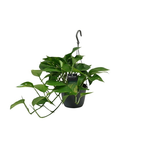 "Scindapsus (Epipremnum) - Ø15cm - ↕45cm image"