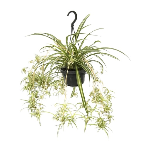"Chlorophytum Comosum Variegatum - Ø14cm - ↕55cm image"