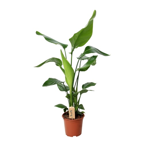 "AKTION - Strelitzia Nicolai - Ø19cm - ↕90cm image"