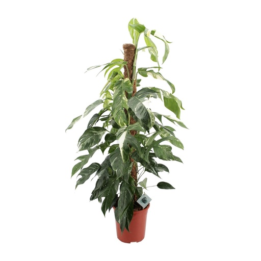 "Epipremnum Pinnatum Albo Variegata - Ø24cm - ↕125cm image"