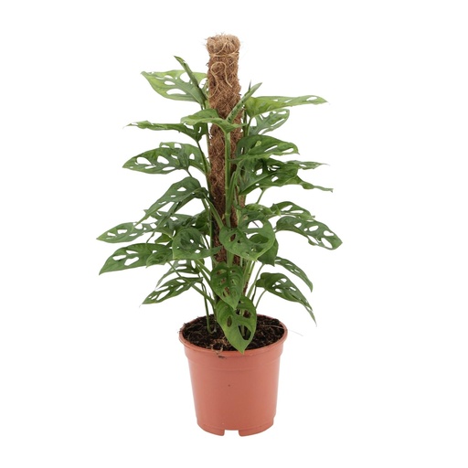 "Monstera monkey - Ø17cm - ↕60cm image"
