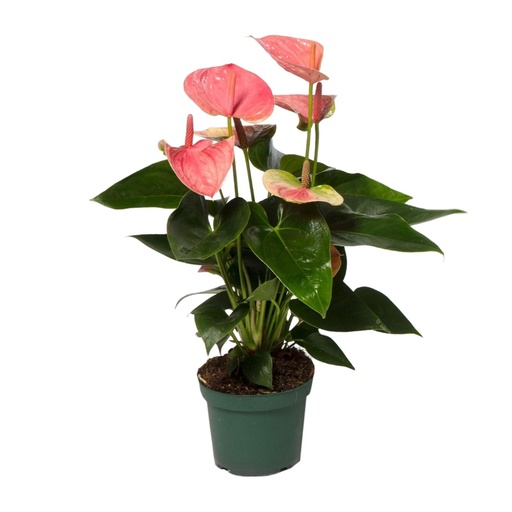 "Anthurium Sweet Dream - Ø12cm - ↕35cm image"