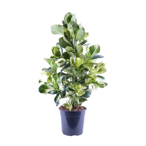 "Clusia Rosea Weißer Stern - Ø24cm - ↕95cm image"