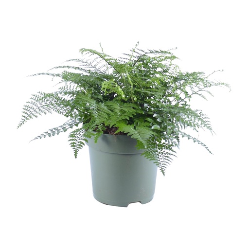 "Asplenium Parvati - Ø27cm - ↕50cm image"