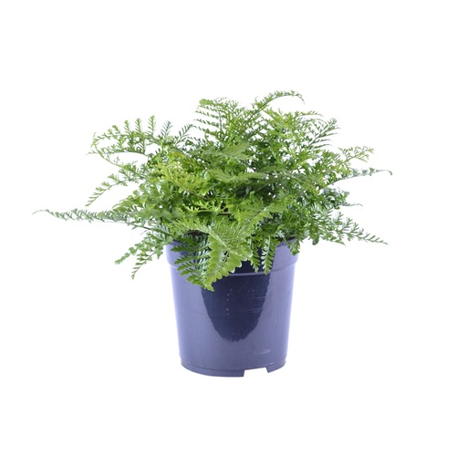 "Asplenium Parvati - Ø21cm - ↕40cm image"