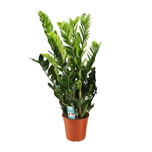 "Zamioculcas Zamiifolia - Ø21cm - ↕95cm image"