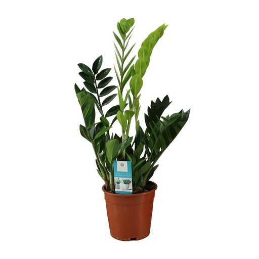 "Zamioculcas Zamiifolia - Ø17cm - ↕65cm image"