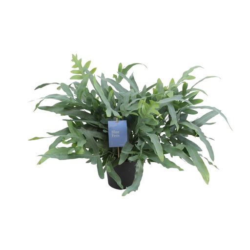 "Phlebodium Aureum Blauer Stern - Ø17cm - ↕50cm image"