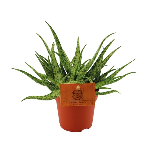 "Aloe Spinne - Ø10,5 ↕15 image"