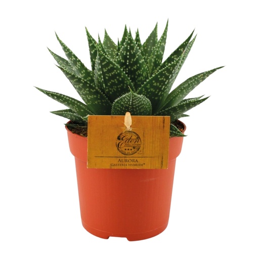 "Gasteria Hybride Aurora - Ø11cm - ↕15cm image"