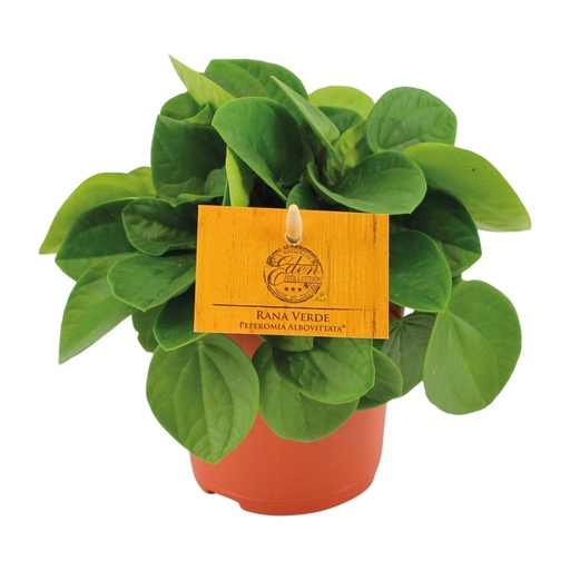 "Peperomia Rana Verde - Ø11cm - ↕15cm image"