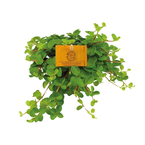 "Peperomia Rotundifolia - Ø11cm - ↕15cm image"