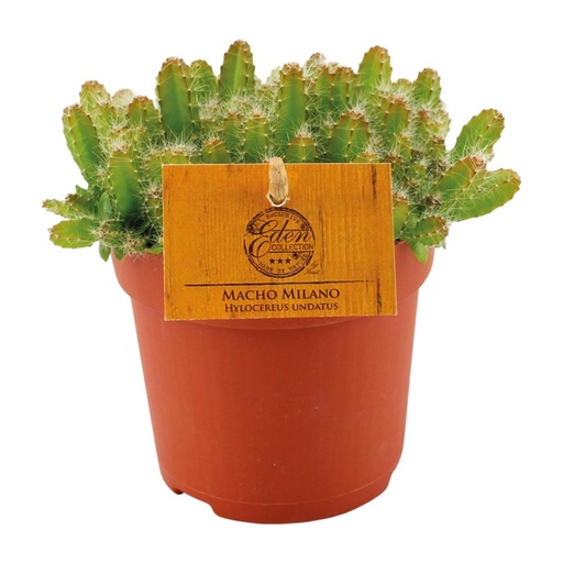 "Hylocereus Undatus - Ø11cm - ↕15cm image"