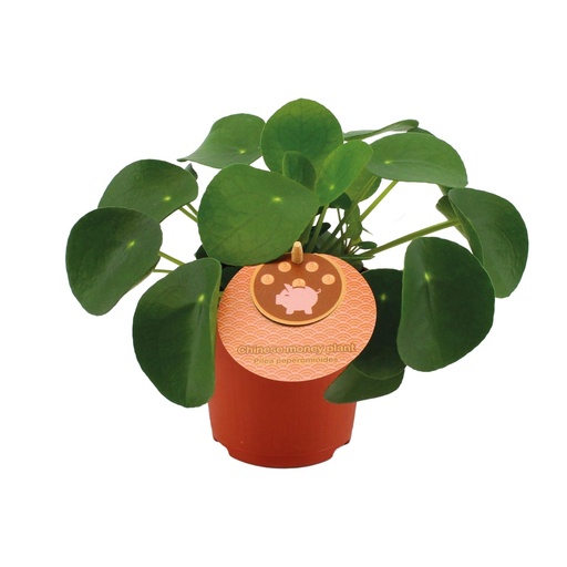 "Pilea Peperomioides - Ø11cm - ↕15cm image"