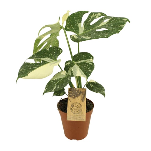 "Monstera Thai Constellation - Ø15cm - ↕50cm image"