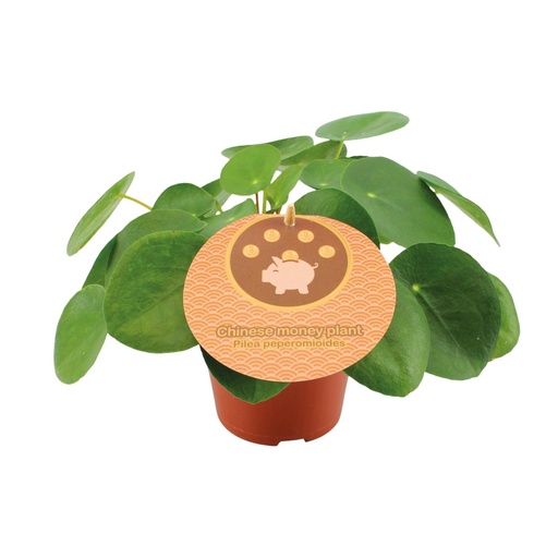 "Pilea Peperomioides - Ø12cm - ↕20cm image"