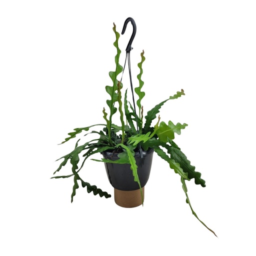 "Epiphyllum Anguliger - Ø14cm - ↕35cm image"