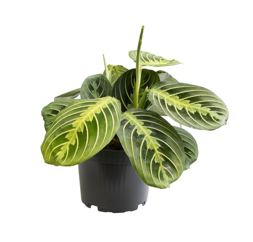"Maranta Lemon Lime - Ø12 ↕30 image"