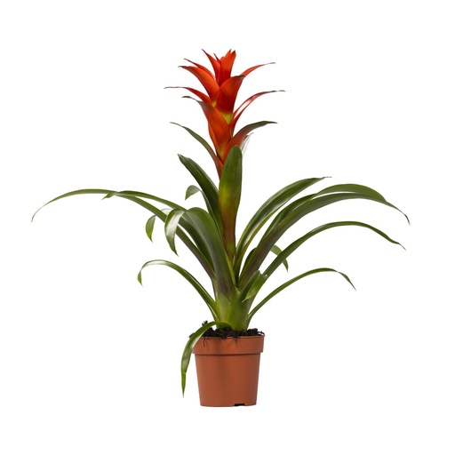 "Guzmania Ostara - Ø12cm - ↕45cm image"