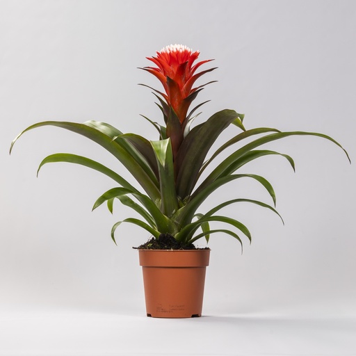 "Guzmania Hoffnung - Ø12 ↕40 image"