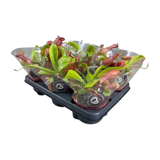 "Nepenthes Alata - Ø12cm - ↕17cm image"