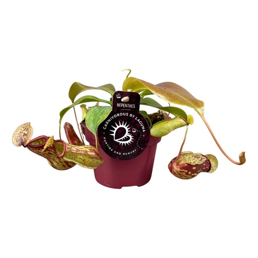 "Nepenthes Gaya - Ø12 ↕17 image"