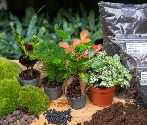 "Pflanzen-Terrarium Nachfüll- & Startpaket - 5 Pflanzen image"